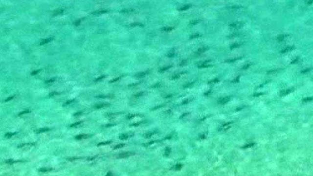 South Florida beaches close as sharks swarm offshore