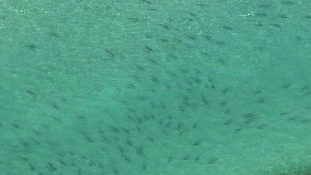 Massive shark migration shuts down Florida beaches