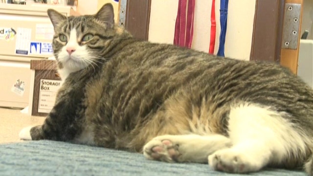 Tubby tabby finds new home