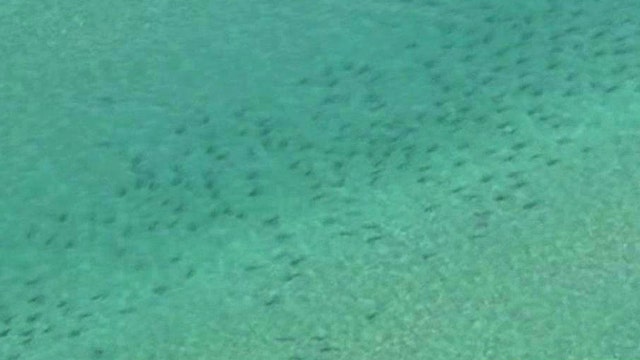 Following shark migration off Florida coast