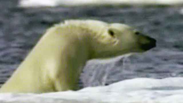 Polar bears remain on endangered species list