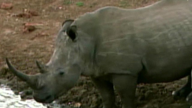 US military forces fight animal poachers