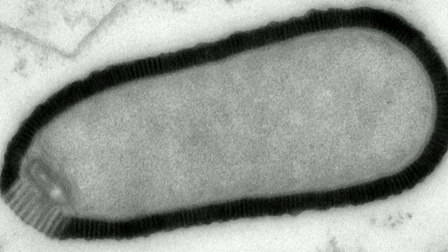 Researchers revive 30,000-year-old giant virus