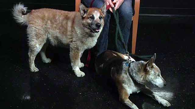 Blind dog and his seeing-eye companion are inseparable