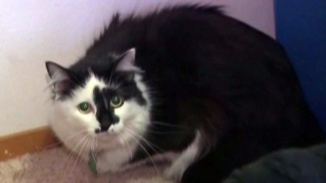22-pound cat holds Oregon family hostage