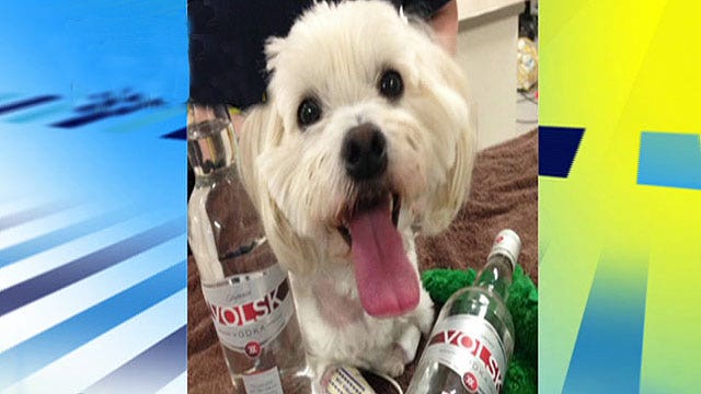 Liquor saves lucky dog