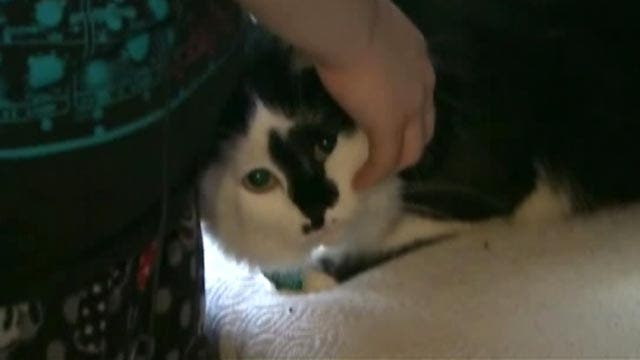 Fat cat that terrorized family to get therapy