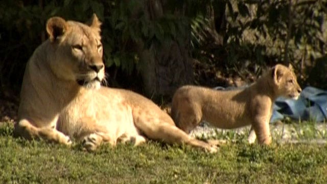 Lion cub makes his zoo debut