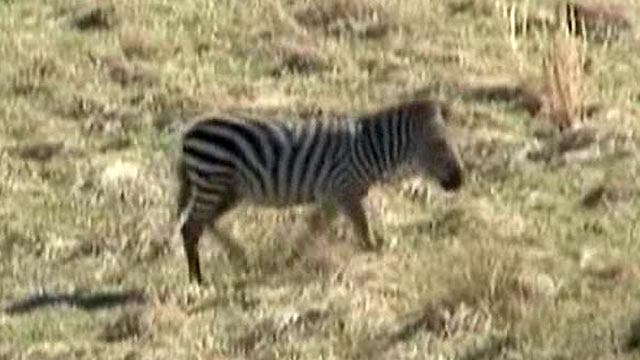 Rogue zebra finally captured in Tenn.