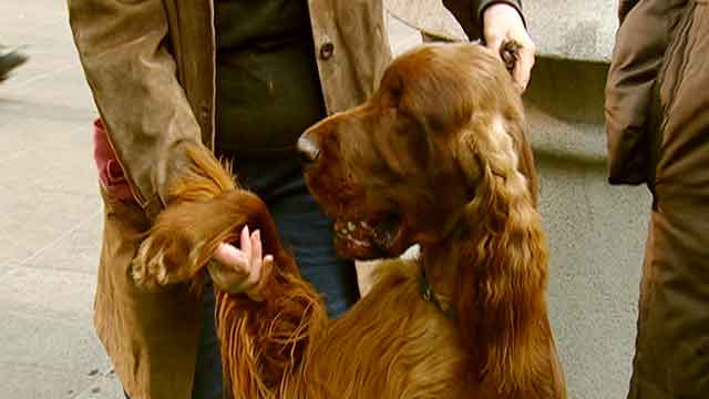 After the Show Show: American Kennel Club