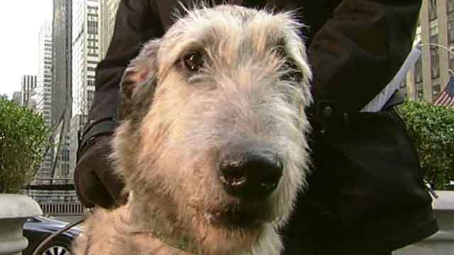 American Kennel Club honors St. Patrick's Day