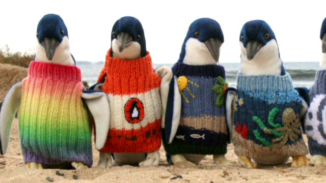 Should penguins wear wool?