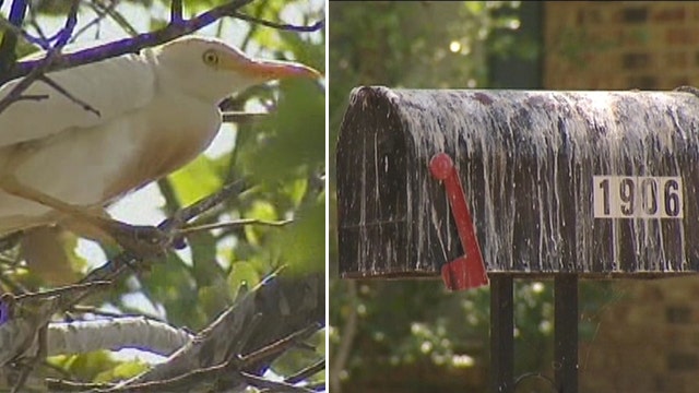 War declared on bothersome birds in Texas 
