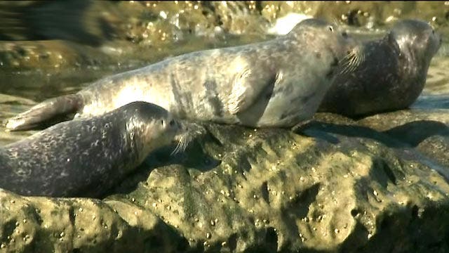 Seal abuse prompts closure of California beach