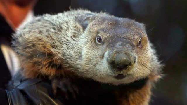 Punxsutawney Phil 'indicted' over bad forecast