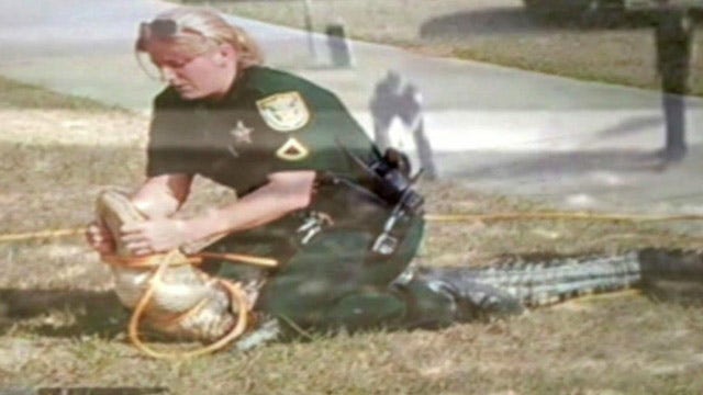 Cop wrestles alligator outside school