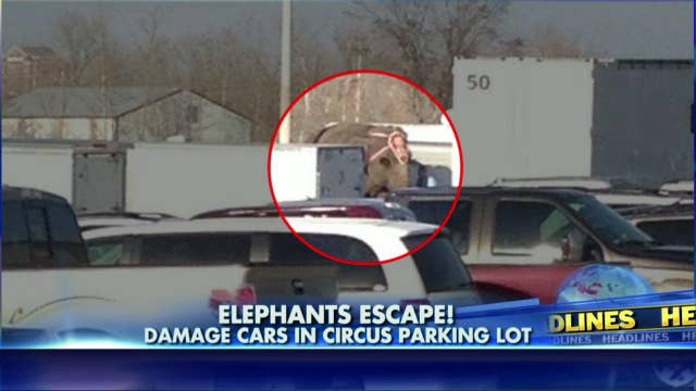 032314_elephants_929