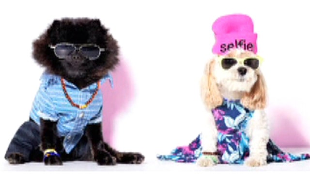 American Eagle Outfitters launching new dog clothing line