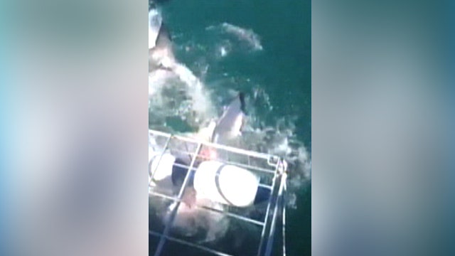 Great white nearly bites diver in cage