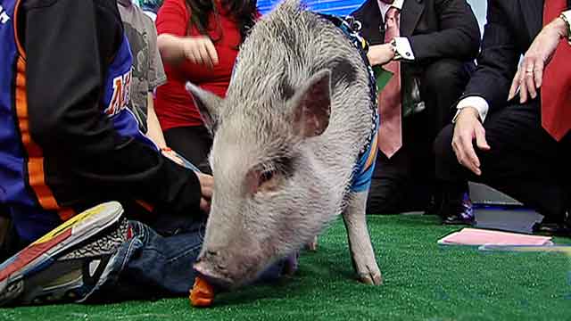 Fox Flash: Pet pig