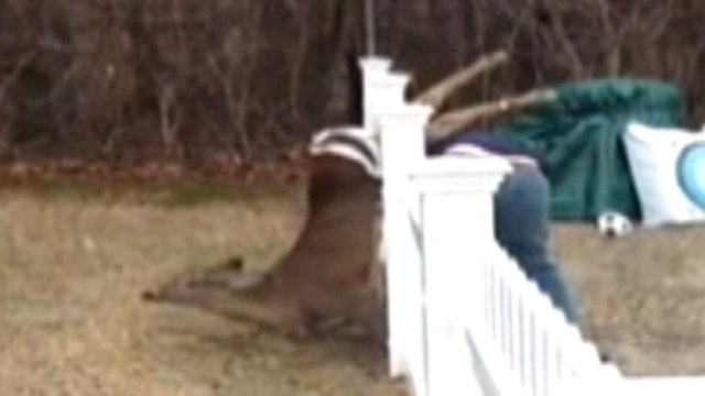 Deer caught in fence rescued by nature-loving family