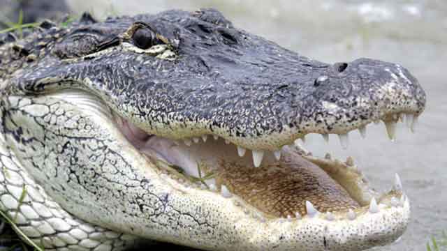 Fearless mom wrestles alligator outside school