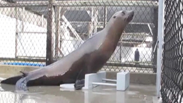 Feeling the beat: Sea lion grooves to music