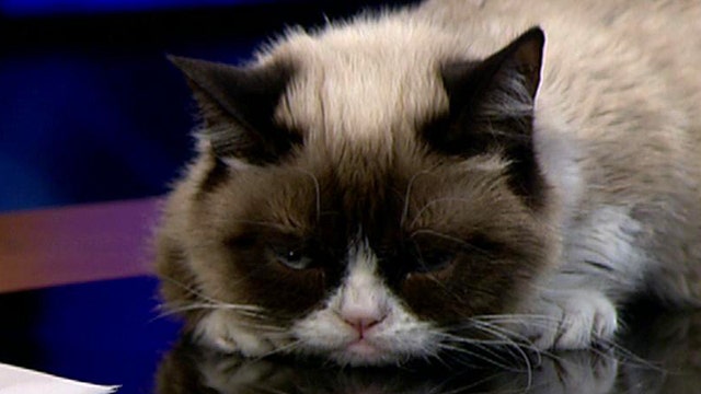 Andy Levy plays hardball with Grumpy Cat