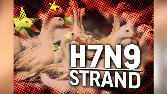 Could new bird flu strain spread across the globe?