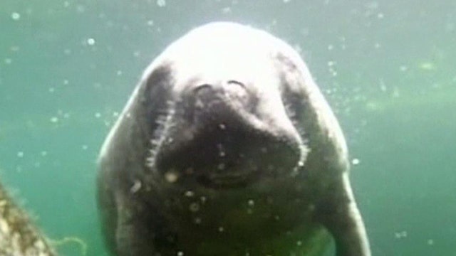 What's killing manatees in record numbers?