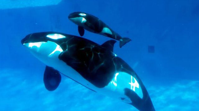 Petition seeks to end SeaWorld killer whale shows