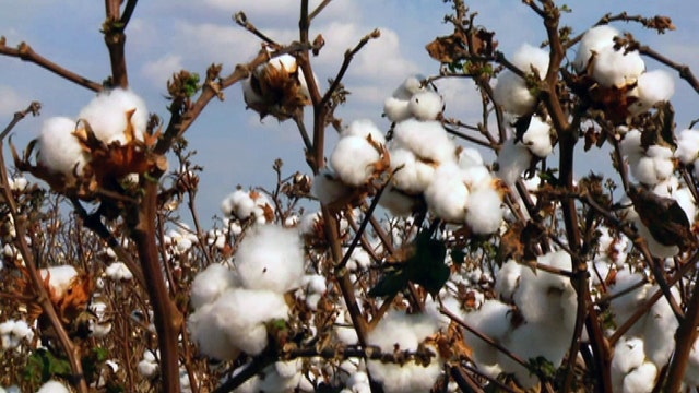 Cotton market in the US suffering
