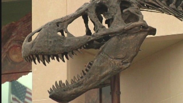 T-Rex bones readied for transport to Smithsonian