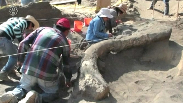 Ancient mammoth skeleton unearthed