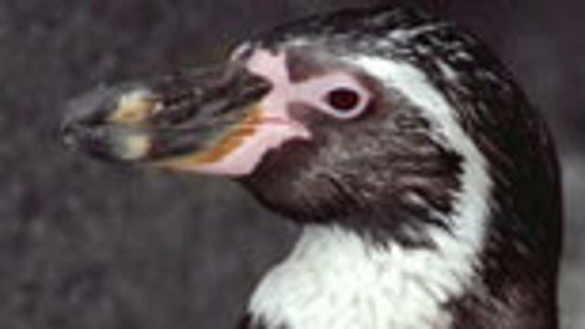 Move over 'Mr. Popper': Hanna's Humboldt penguins steal show