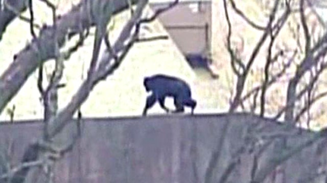 Chimps make ladder out of tree branch to escape from zoo