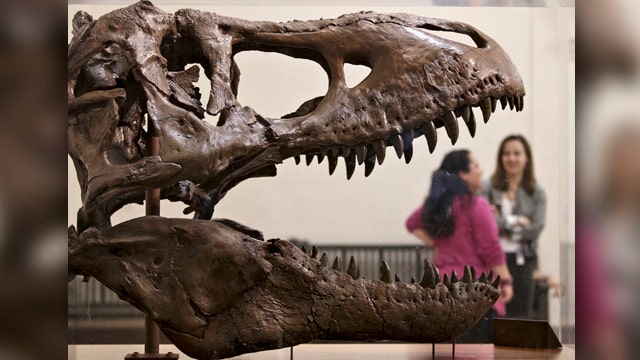 T-Rex skeleton now at the Smithsonian