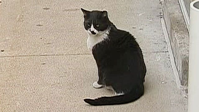 Feral cats used scare off rats in Chicago