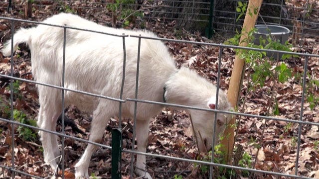 Goats hired to clear harmful plants at Missouri University