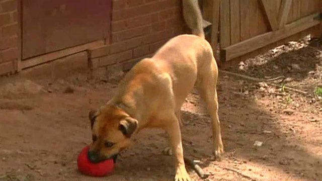 Pet euthanization numbers decrease at animal shelters