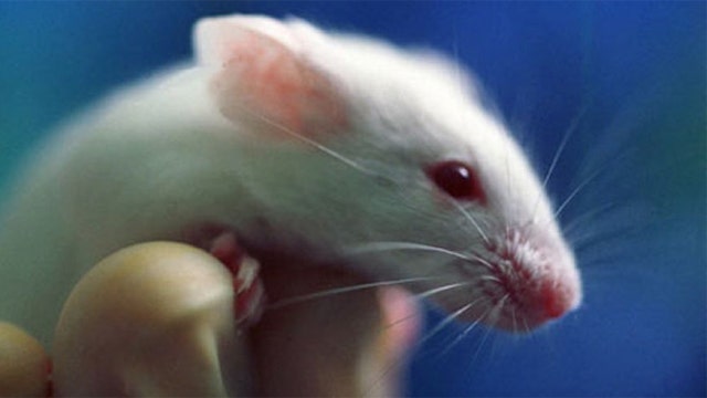 Report: 'Edited' DNA cures liver disease in lab mice