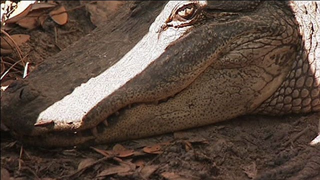 7-foot gators living in Florida backyard