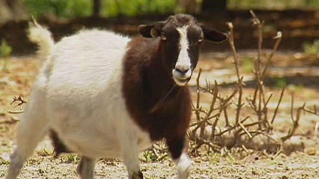 Goats, pigs stolen from popular petting zoo