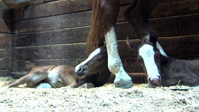 Horse gives birth to twins