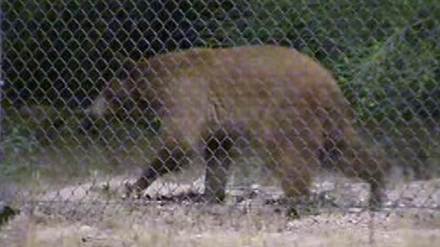 'Bear hunt' for wild animal on the loose in Arizona city 