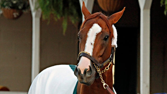 Rags-to-riches story of California Chrome