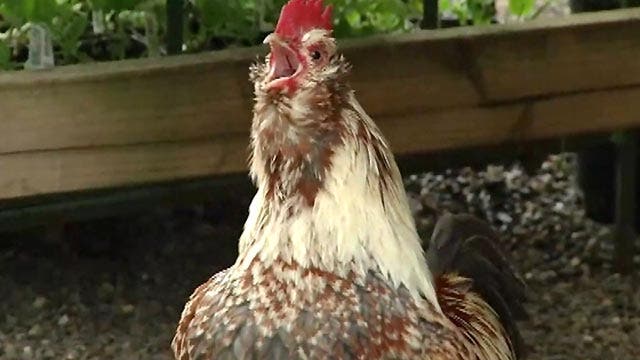 Neighbors cry foul over loud rooster