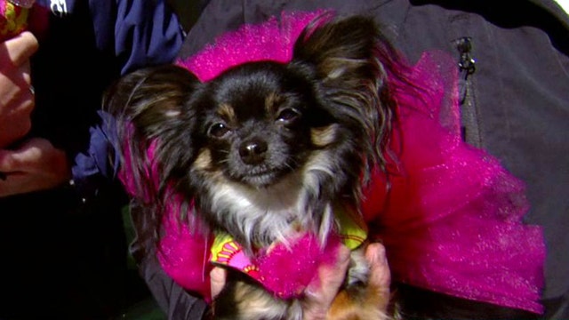Chihuahuas compete for a good cause