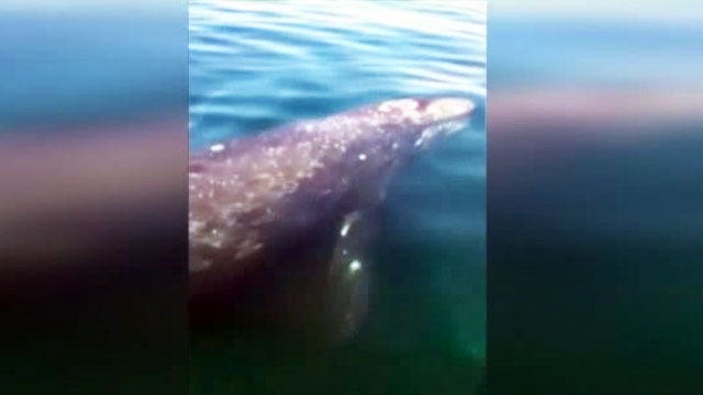 Whales get up-close and personal with fishermen