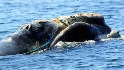 North Atlantic Right Whales are singing and showing up in huge numbers off of Cape Cod, Mass. Scientists are taking advantage of this rare opportunity